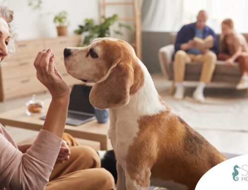 Pawsitive Impact: How Dogs Enhance Senior Well-being